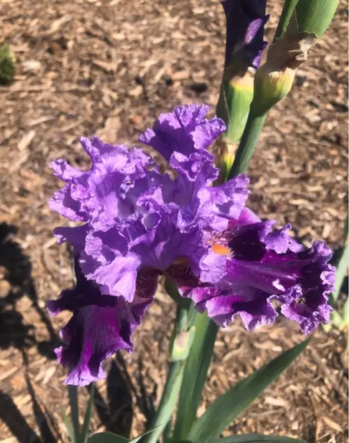 Iris germanica 'about town'