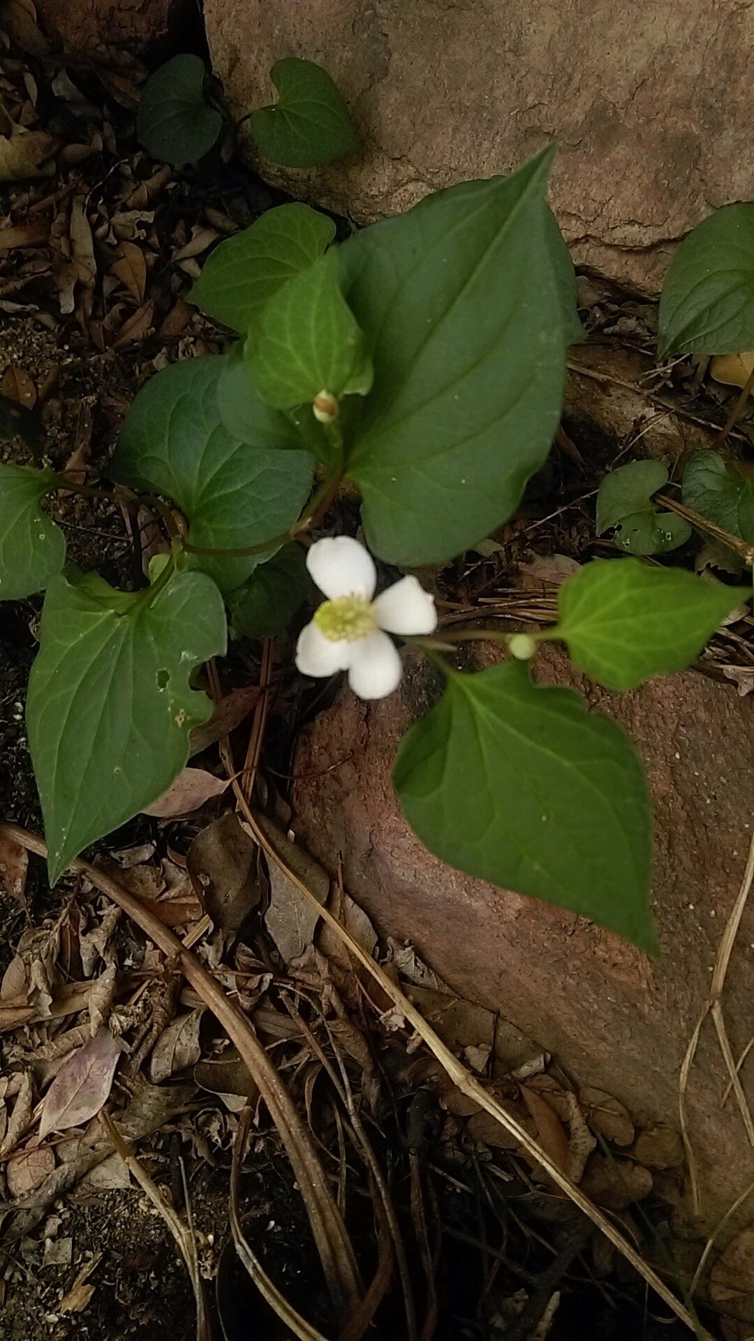 ドクダミの判定方法 (Houttuynia cordata)