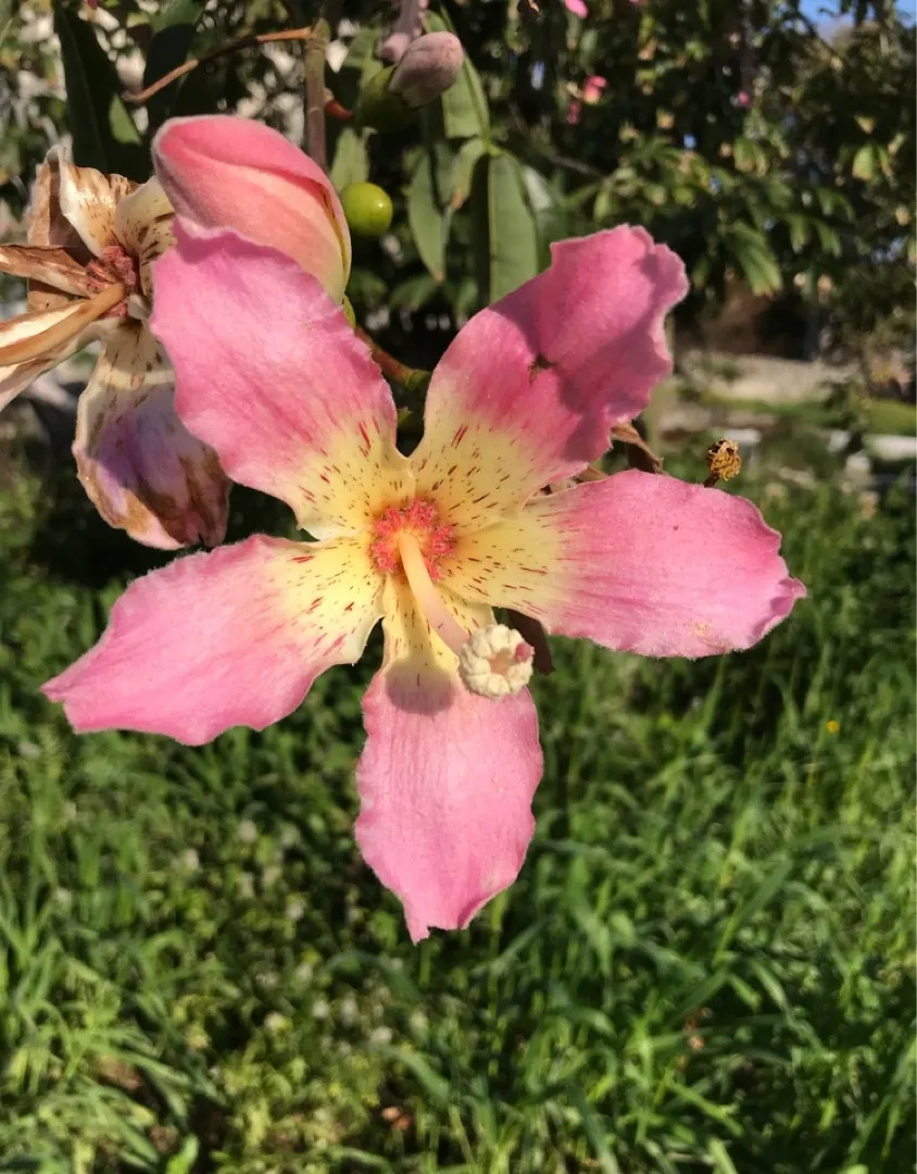 トックリキワタ（徳利木綿）の判定方法 (Ceiba speciosa)