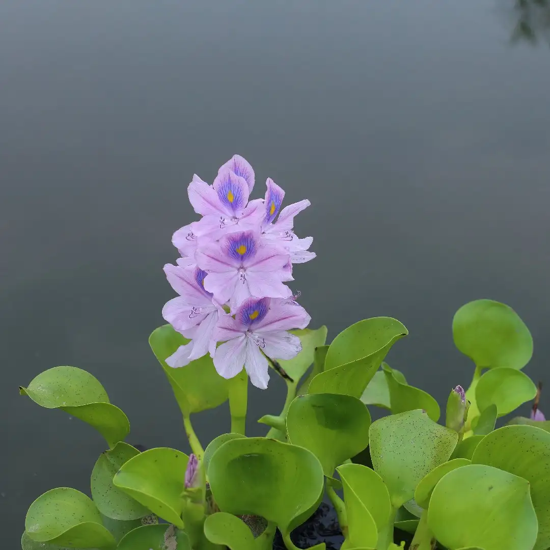 Jacinthes d'eau (Eichhornia) - PictureThis