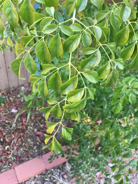 ヘテロパナックス属 Heteropanax 花言葉 毒性 よくある質問 Picturethis