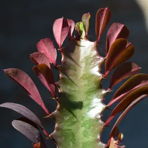 ベニサイウンカク（紅彩雲閣） (Euphorbia trigona 'Rubra') - PictureThis