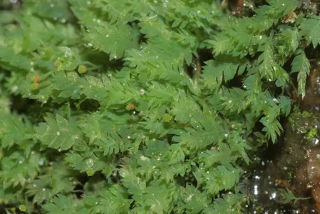 ヒカリゴケ (Schistostega pennata) - PictureThis