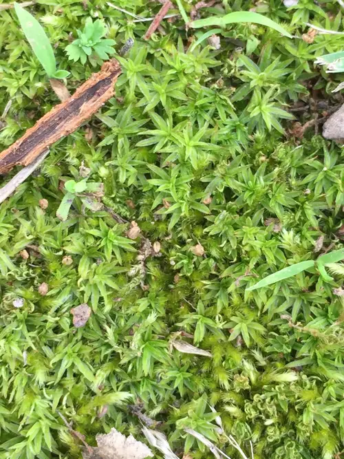 Wavy-leaved thread moss