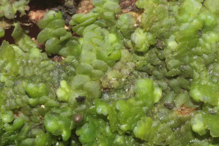 Flat-leaved scalewort