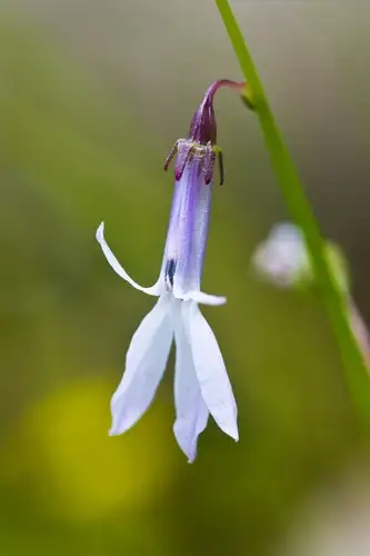 ロベリア属 Lobelia 花言葉 毒性 よくある質問 Picturethis