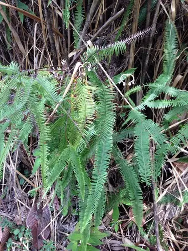 Drooping forked fern