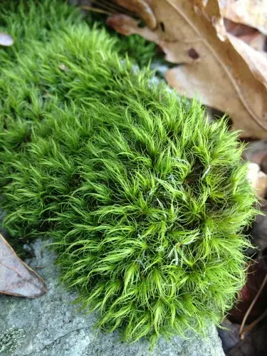 Dicranum moss