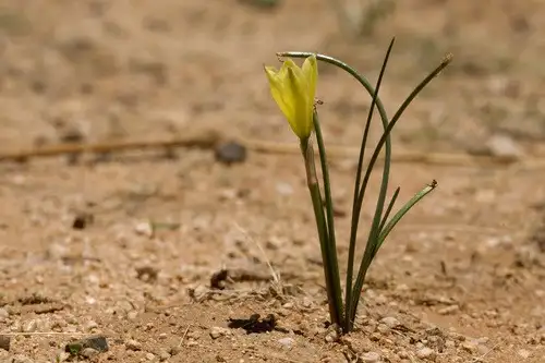 ハブランサス属 Habranthus 花言葉 毒性 よくある質問 Picturethis
