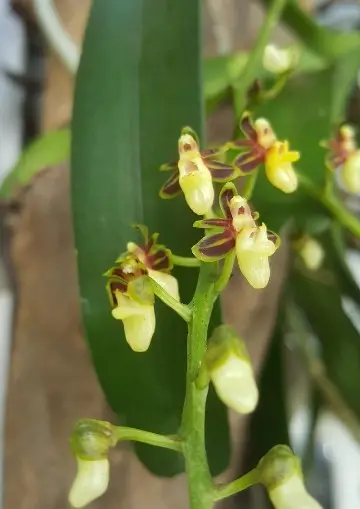 Panicled closed-mouth orchid