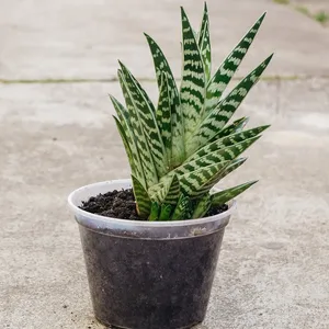 チヨダニシキ（千代田錦） (Aloe variegata) - PictureThis