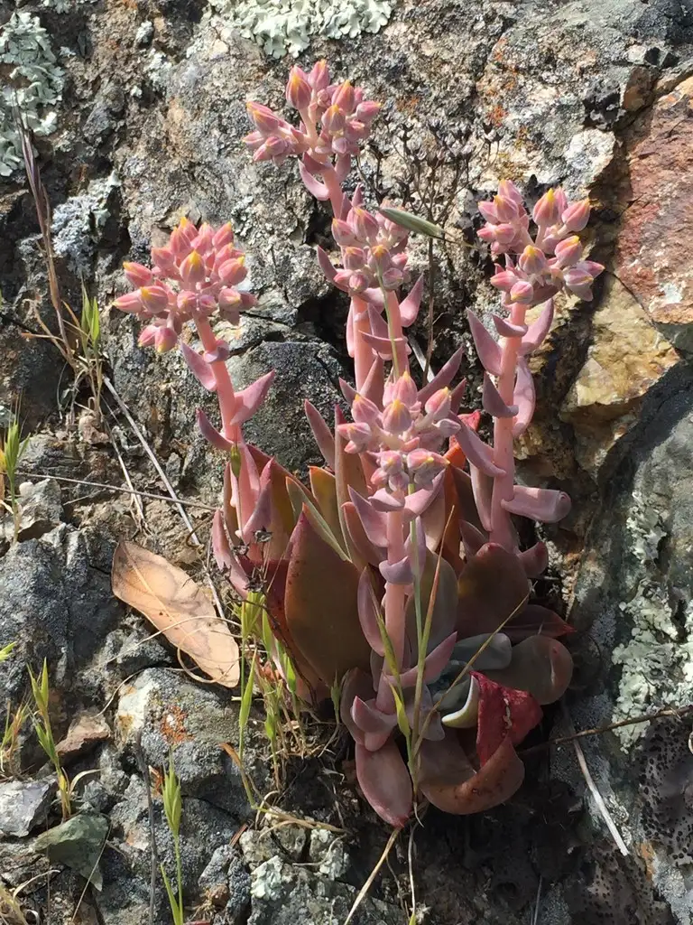 Siemprevivas (Dudleya) - PictureThis