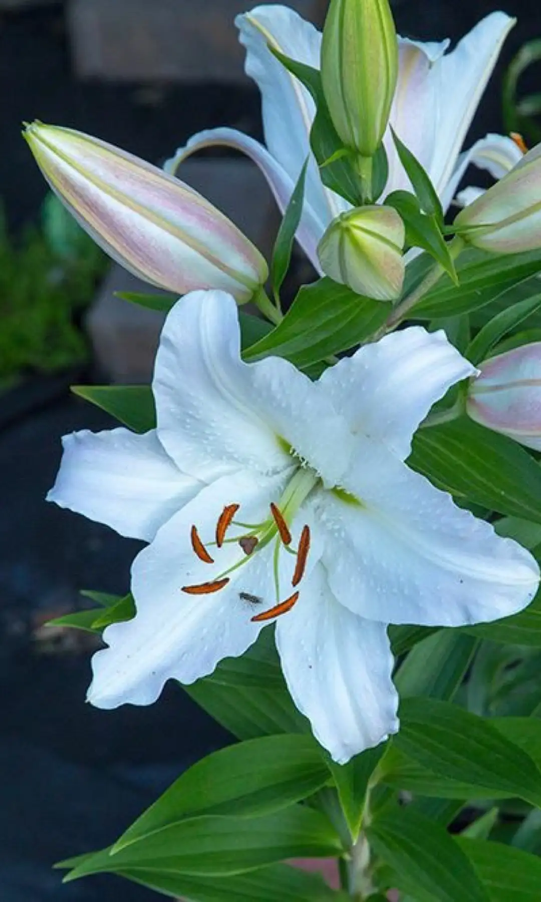 Lilium oriental 'Casa Blanca' Cuidados (Plantando, Fertilizantes,  Enfermedades) - PictureThis