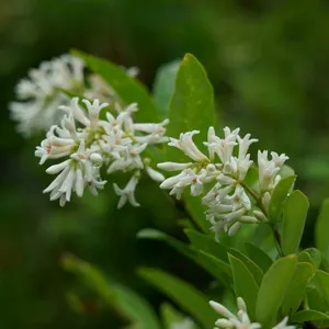 イボタノキ（水蝋樹） (Ligustrum obtusifolium) - PictureThis