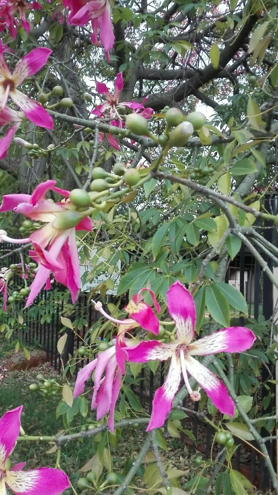 トックリキワタ（徳利木綿）の判定方法 (Ceiba speciosa)