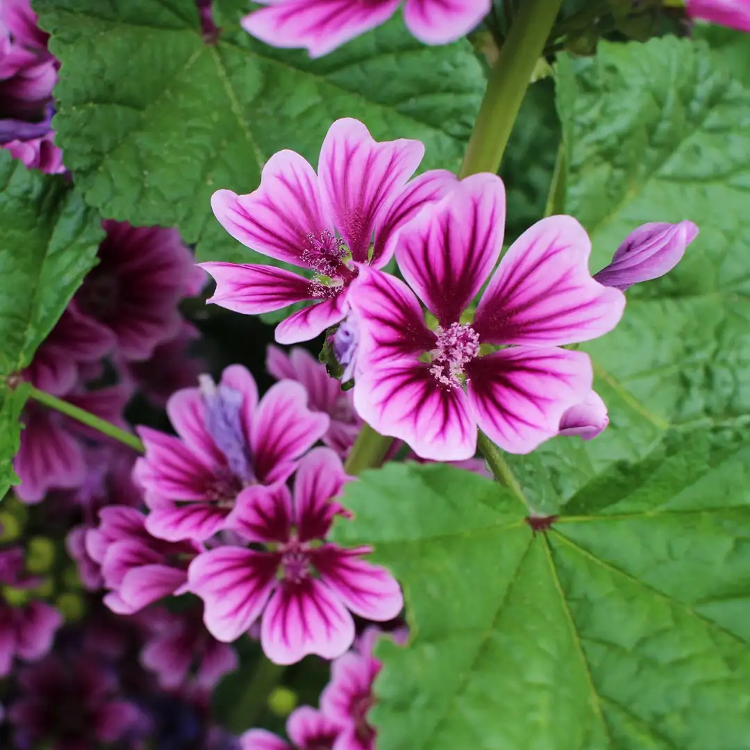 Common mallow (Malva sylvestris) Flower, Leaf, Care, Uses