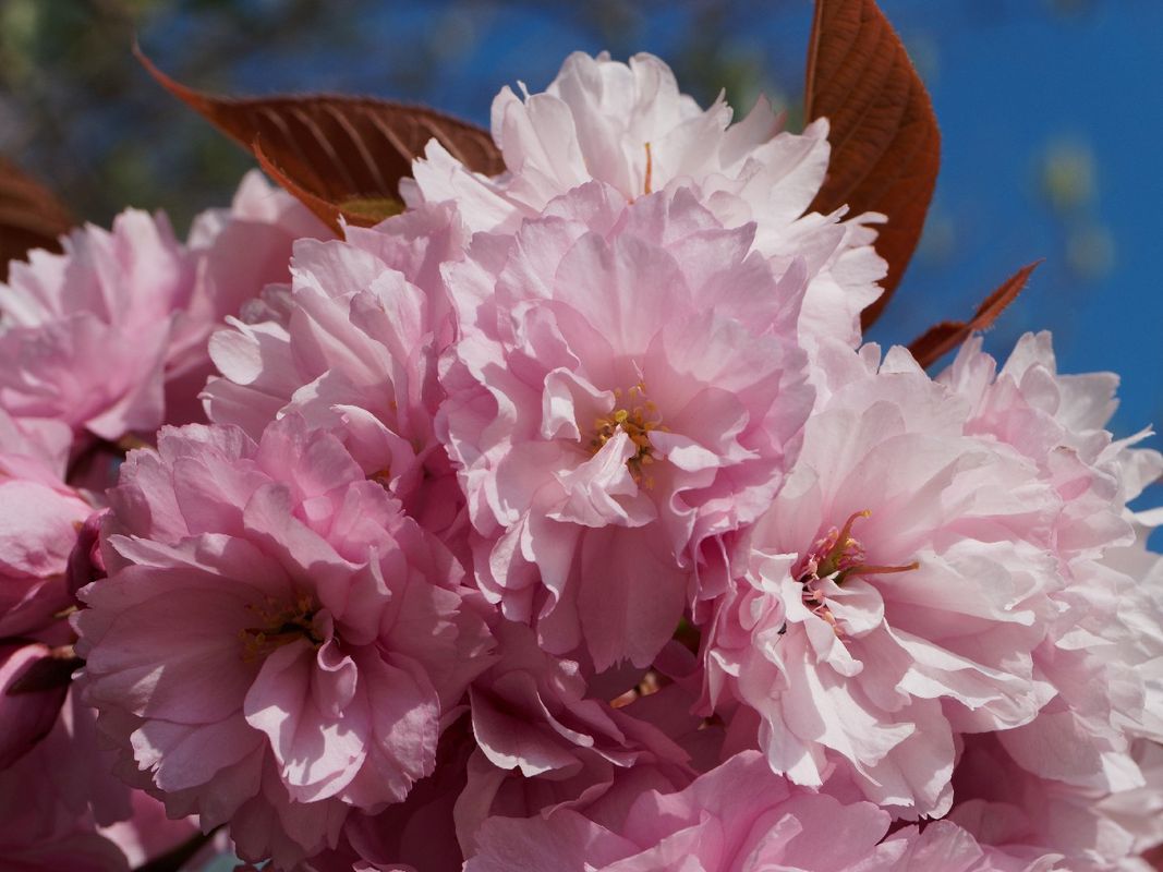 las flores de cerezo son malas para los perros