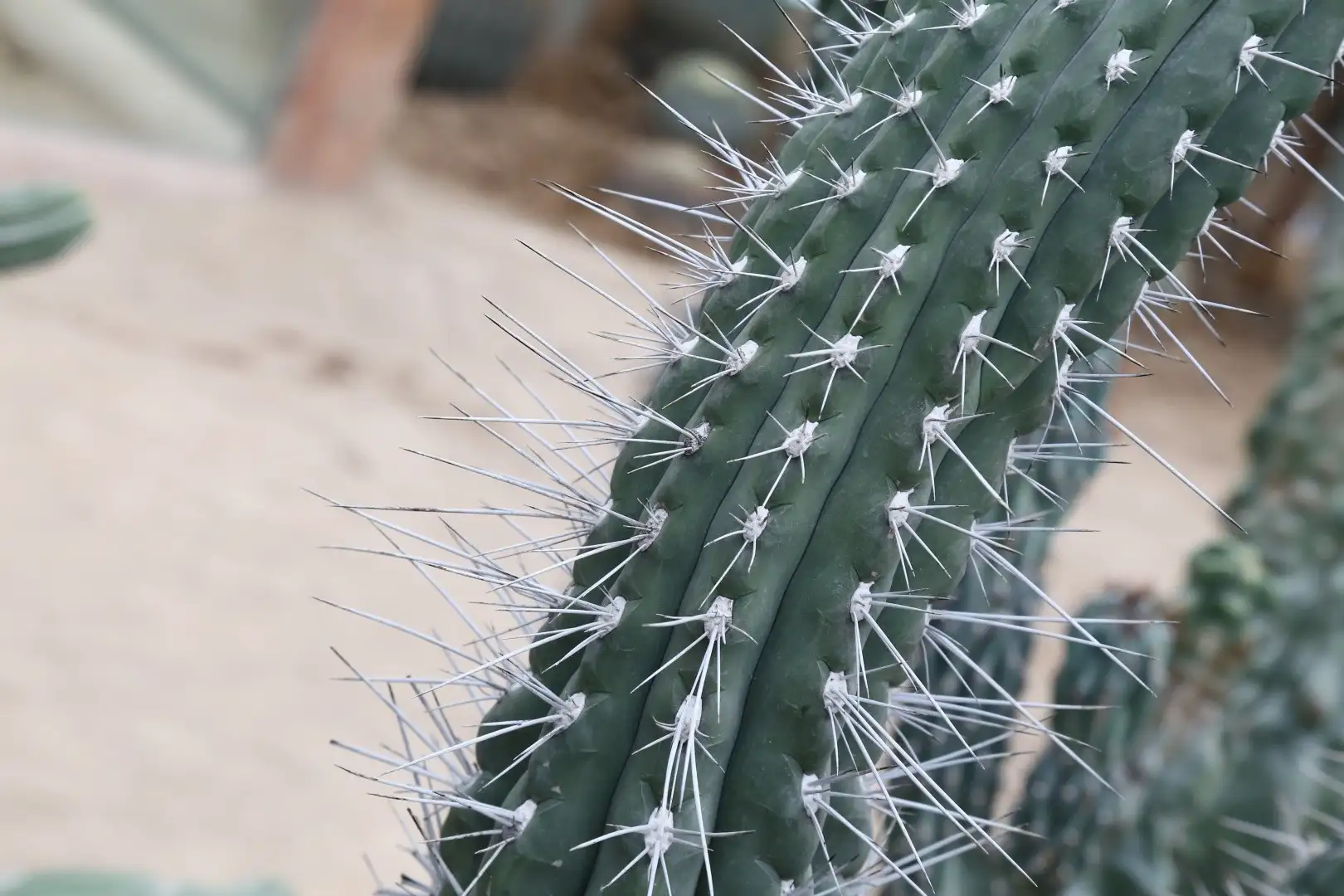 Comment le cactus est devenu la plante-déco dont tout le monde est accro -  La Libre