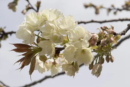 ウコンザクラ（鬱金桜）の育て方・栽培方法