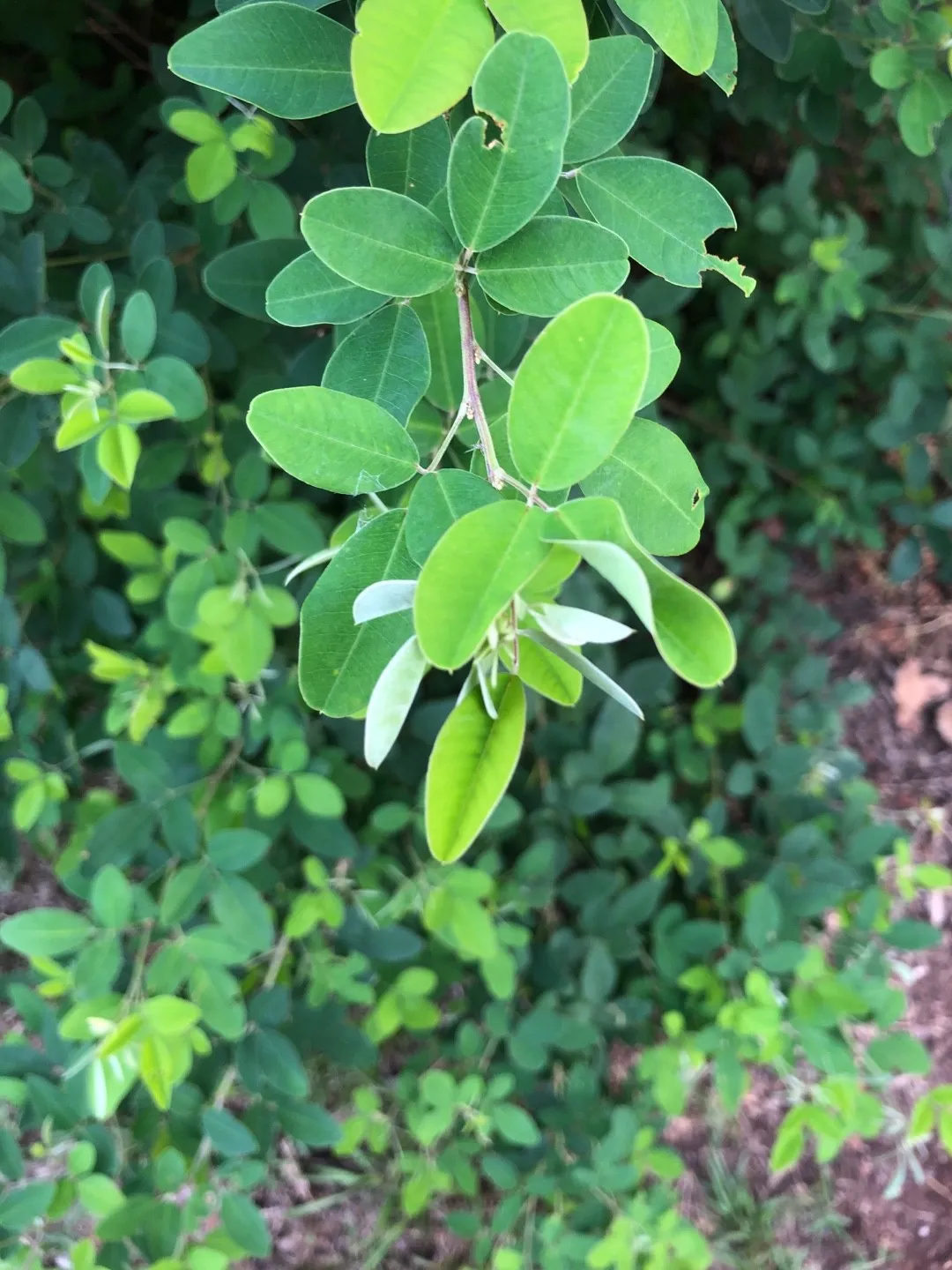 ヤマハギ（山萩）の判定方法 (Lespedeza bicolor)