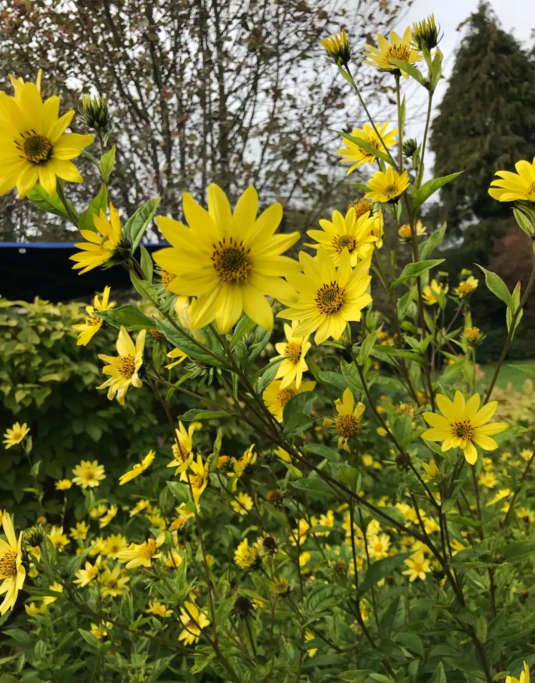 ヒマワリ属 Helianthus 花言葉 毒性 よくある質問 Picturethis ヒマワリ属 Helianthus 花言葉 毒性 よくある質問 Picturethis