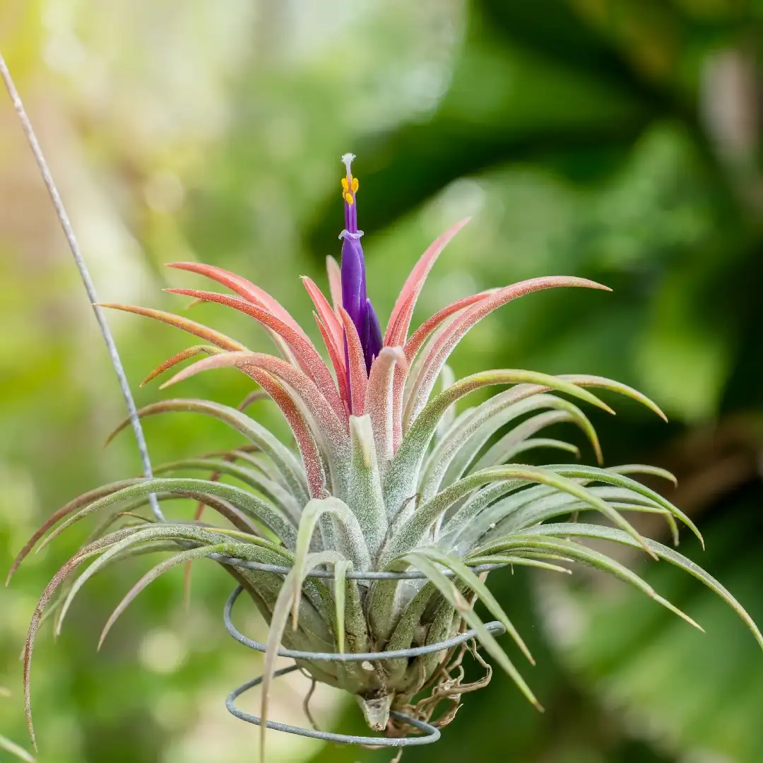 チランジア イオナンタ Tillandsia Ionantha 花言葉 毒性 よくある質問 Picturethis