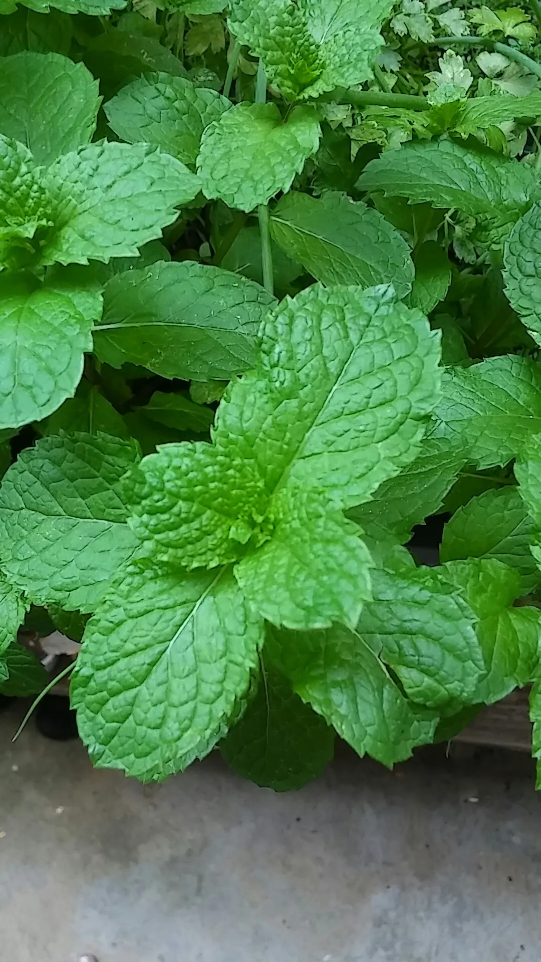 Как идентифицировать Мята колосистая (Mentha spicata)