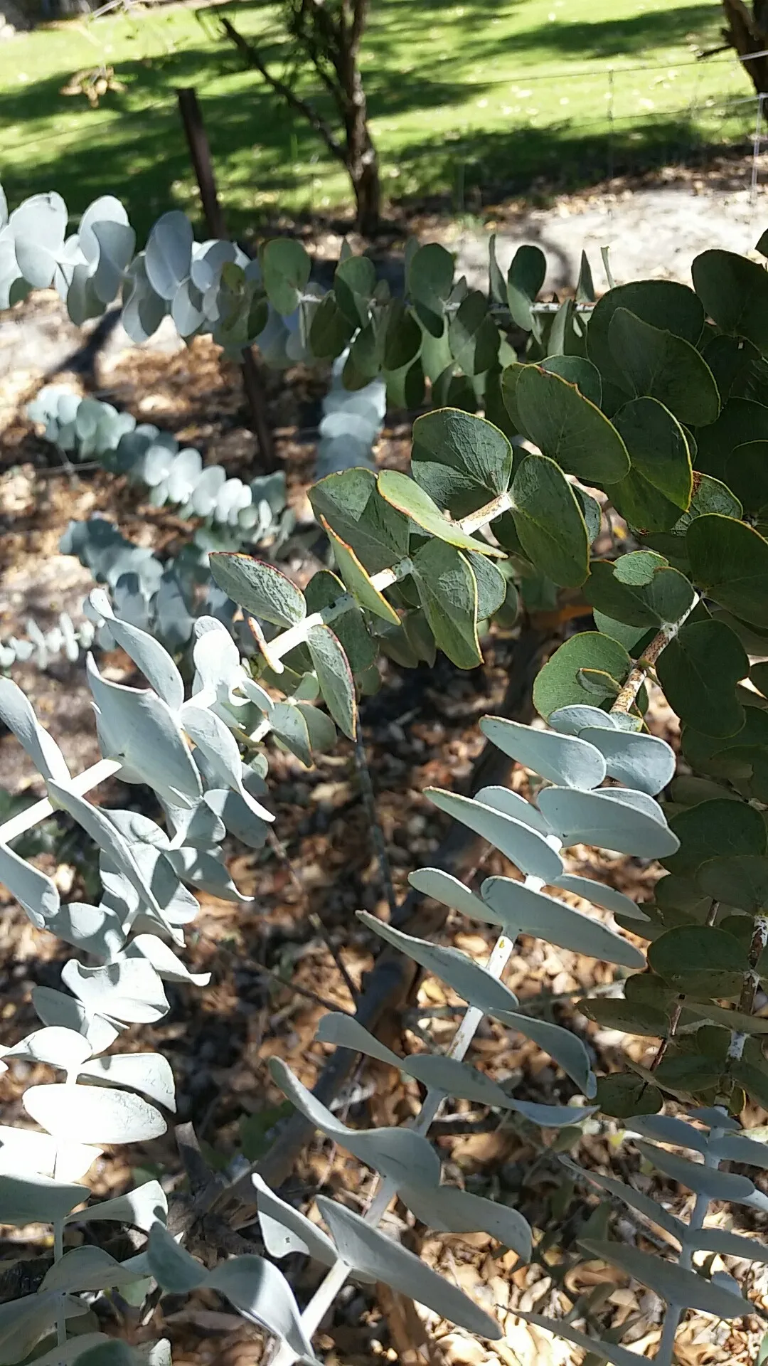 ギンマルバユーカリの判定方法 (Eucalyptus cinerea)