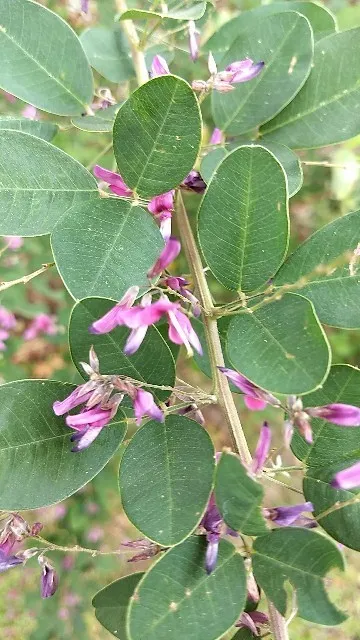 ヤマハギ（山萩）の判定方法 (Lespedeza bicolor)