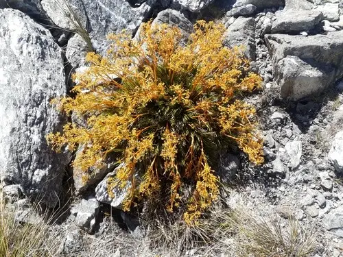 Aciphylla montana