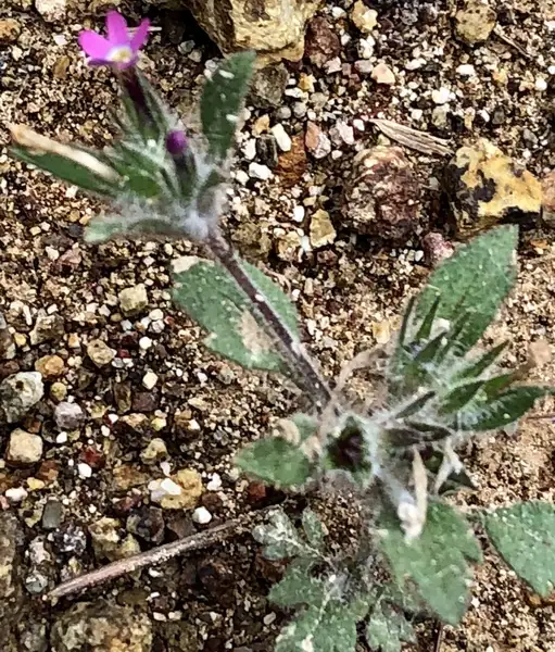 ハナシノブ科 Polemoniaceae 花言葉 毒性 よくある質問 Picturethis