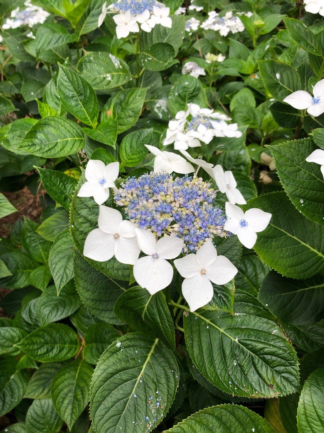 Image of Hydrangea pia white flower