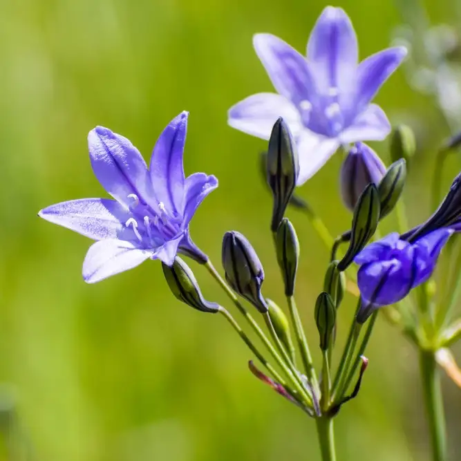 トリテレイア ラクサ Triteleia Laxa 花言葉 毒性 よくある質問 Picturethis