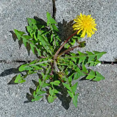 5 Tips for a Sustainable Autumn – The Green Dandelion