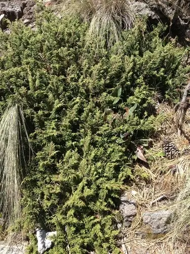 Mexican alpine juniper