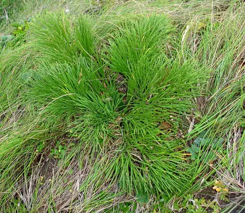 Soft speargrass