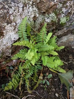 ミヤマイワデンダ (Woodsia ilvensis) - PictureThis