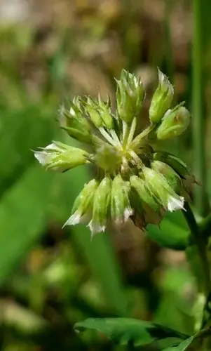 Trifolium carolinianum