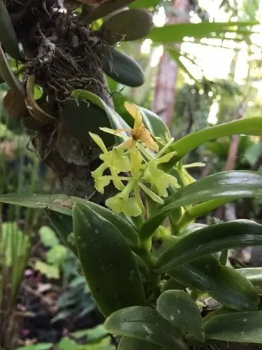 Epidendrum chlorocorymbos