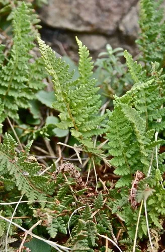 ミヤマイワデンダ (Woodsia ilvensis) - PictureThis