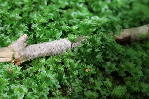 Ontario rhodobryum moss