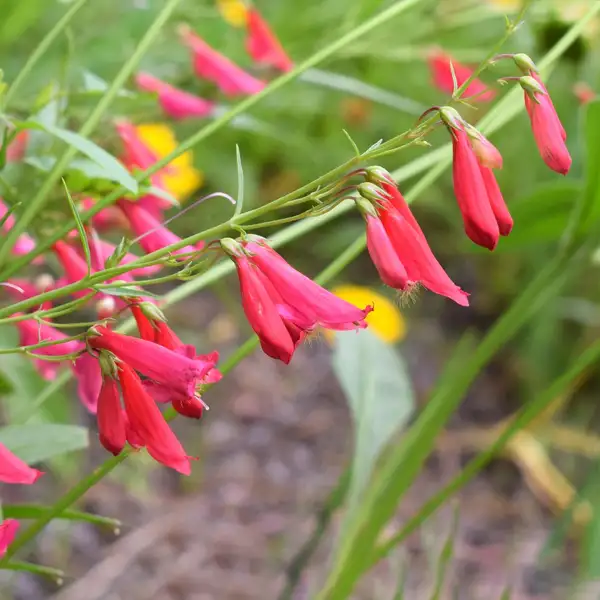 ヤナギチョウジ 柳丁字 Penstemon Barbatus 花言葉 毒性 よくある質問 Picturethis