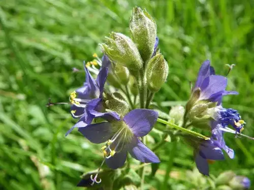 polemonio vanbruntiae