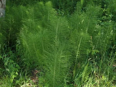 Cavalinha (Equisetum telmateia) - PictureThis