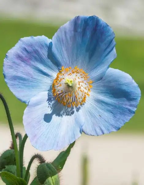 メコノプシスゾク メコノプシス属 Meconopsis 花言葉 毒性 よくある質問 Picturethis