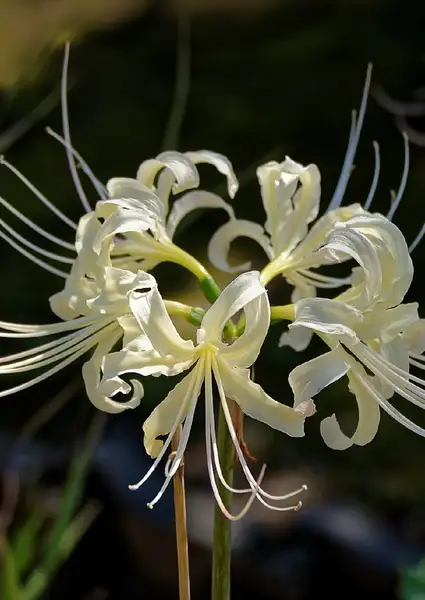 ヒガンバナ属 彼岸花属 Lycoris 花言葉 毒性 よくある質問 Picturethis