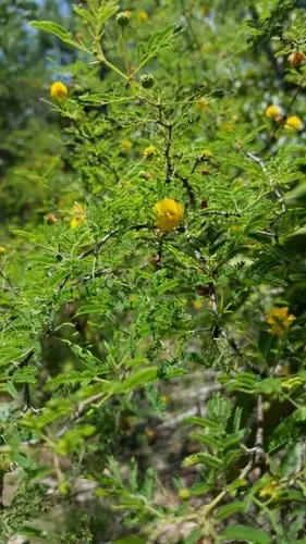 Vachellia farnesiana var. pinetorum