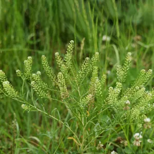 マメグンバイナズナ（豆軍配薺） (分類, 特徴, 侵入性, 画像, 制御)