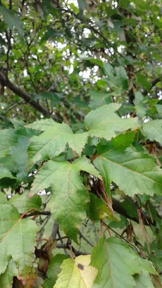 🍀 カラコギカエデ（鹿子木楓）の育て方と世話の仕方