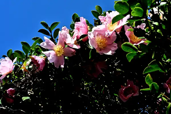 Camellia sasanqua 'Winter's Interlude' Cuidados (Plantando, Fertilizantes,  Enfermedades) - PictureThis